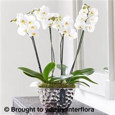 Luxury Phalaenopsis Planter