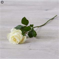 Single Rose White