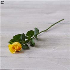Single Rose Yellow